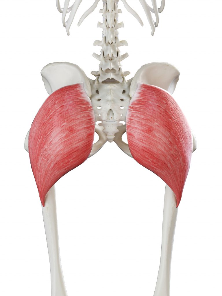 The Powerhouse Glutes: Unveiling the Three Muscles That Steer Our Stability  - Studio Pilates