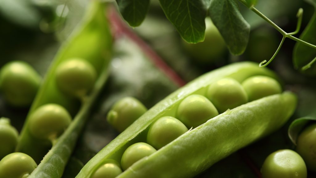 Open green pea pods showing rows of green peas inside with leaves in the background.